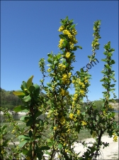 thumbs Berberis hispanica1 Berberis vulgaris (Agracejo, arlo)